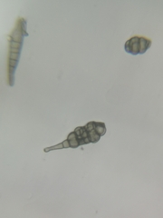 Alternaria
