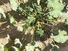 Malva sylvestris
