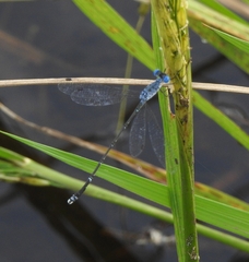 Lestes praemorsus