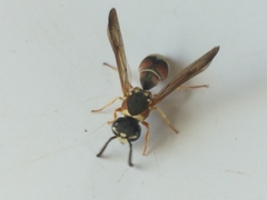 Antepipona