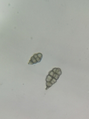 Alternaria
