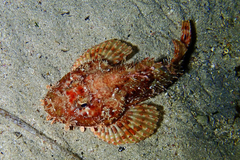 Scorpaena scrofa