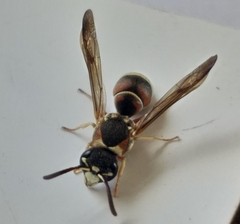 Antepipona