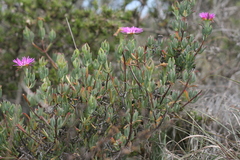 Lampranthus swartkopensis
