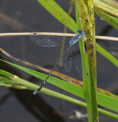 Lestes praemorsus