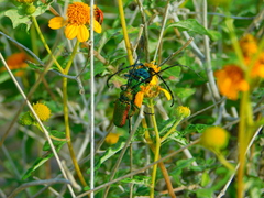 Deltaspis auromarginata