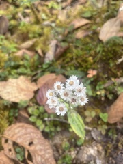 Anaphalis triplinervis