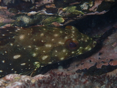 Epinephelus labriformis