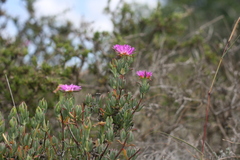 Lampranthus swartkopensis