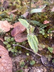 Anaphalis triplinervis