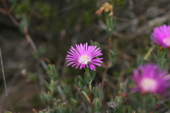 Lampranthus swartkopensis