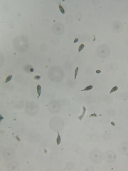 Alternaria