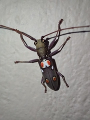 Olenecamptus bilobus