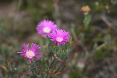 Lampranthus swartkopensis