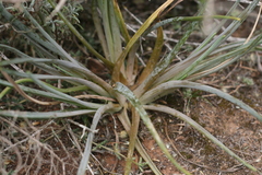 Bulbine asphodeloides