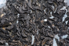 Lathagrium undulatum