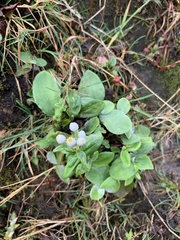 Anaphalis nepalensis