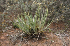 Bulbine asphodeloides