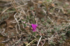 Trichodiadema barbatum