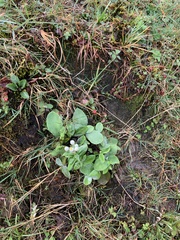 Anaphalis nepalensis