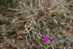 Trichodiadema barbatum