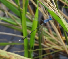 Lestes praemorsus