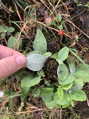 Anaphalis nepalensis