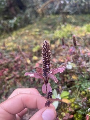 Elsholtzia strobilifera