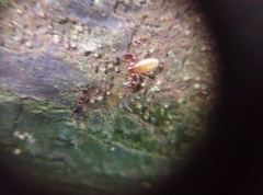 Pseudoscorpiones