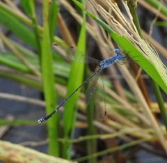 Lestes praemorsus