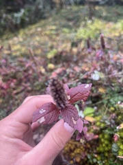 Elsholtzia strobilifera