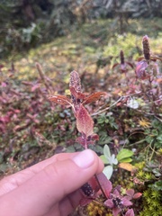 Elsholtzia strobilifera