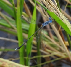 Lestes praemorsus