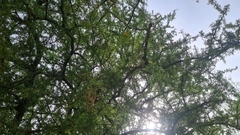 Geoffroea decorticans