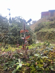 Elsholtzia strobilifera