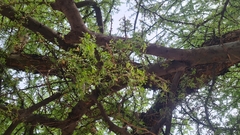 Geoffroea decorticans