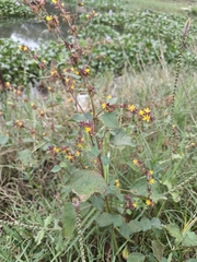 Triumfetta rhomboidea