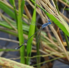 Lestes praemorsus