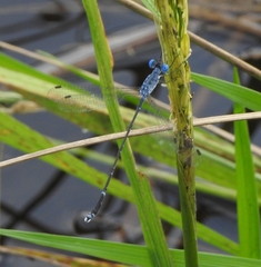 Lestes praemorsus