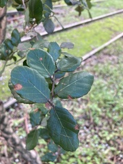 Tracheophyta