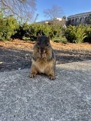 Sciurus niger