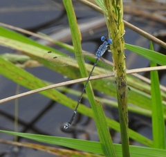 Lestes praemorsus