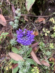 Primula glomerata