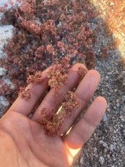 Euphorbia setiloba