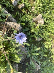 Cichorium