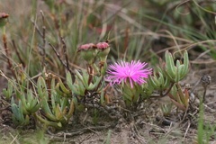 Lampranthus spectabilis