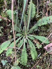 Primula glomerata