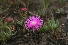 Lampranthus spectabilis