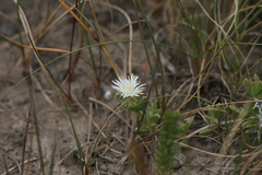 Delosperma litorale