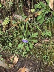 Primula glomerata